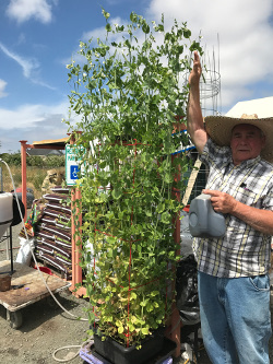 Peas treated with Microbial Mineral Tea