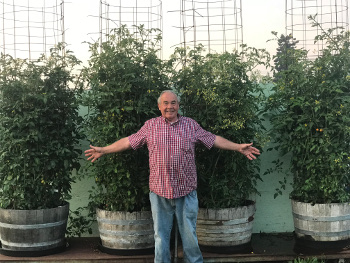 Tomatoes treated with Microbial Mineral Tea
