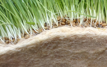 mold-free fodder