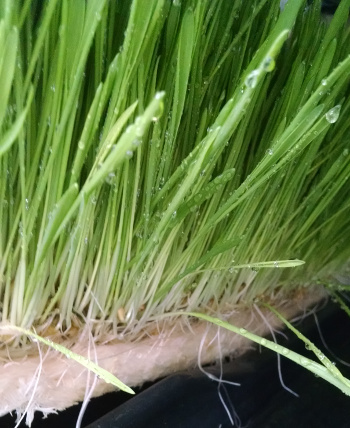 nutrient dense fodder